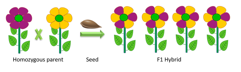 Fytagoras cannabis hybrid